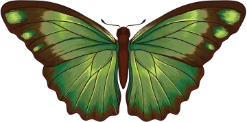 a green butterfly on a white background