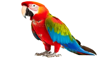 a red and green parrot perched on a white background