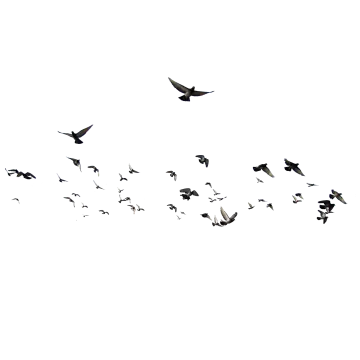 a flock of birds flying in the sky