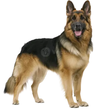 a german shepherd dog standing in front of white background