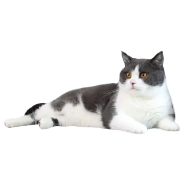 a gray and white cat laying on the floor