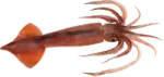 a small fish with long legs and an orange tail