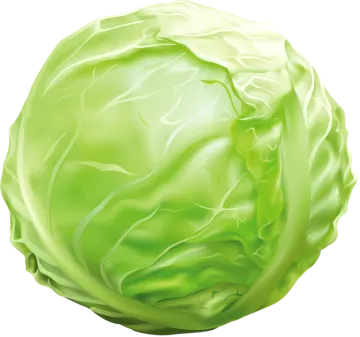 a green cabbage on a white background