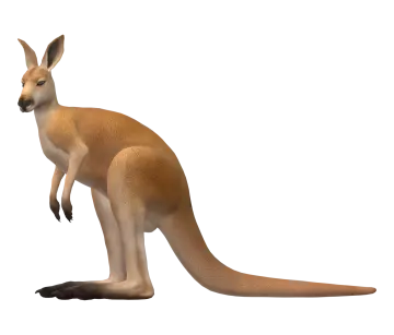 a kangaroo is standing on its hinds