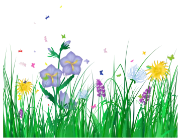 flowers and butterflies on a white background
