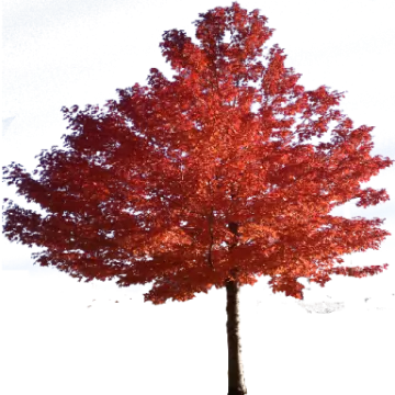a tree with red leaves in the fall