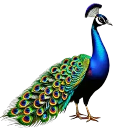 a peacock with its feathers spread out