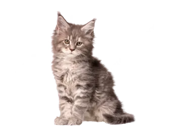 a gray and white kitten sitting on a white background