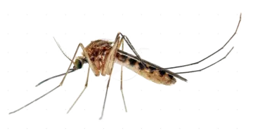 a mosquito on a white background