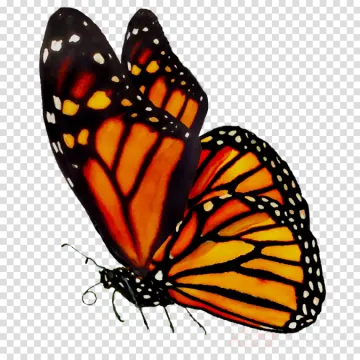a monarch butterfly on a transparent background