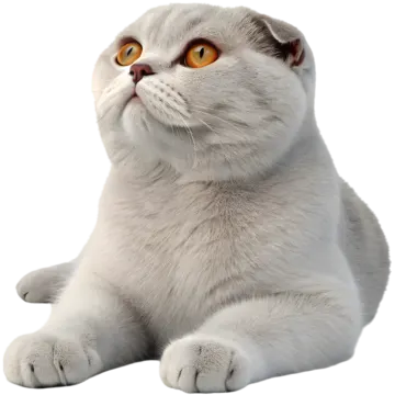 a white cat with orange eyes looking up