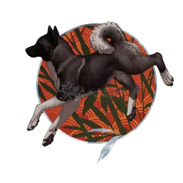 a black and white dog is jumping in the air