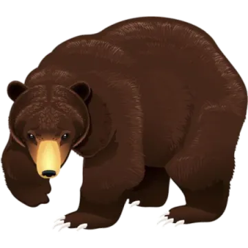 a brown bear on a white background