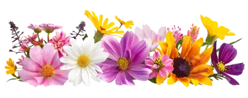 colorful flowers on a white background