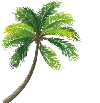 a palm tree on a white background