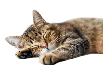 a cat sleeping on top of a white surface