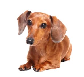 a small brown dog laying down on a white surface