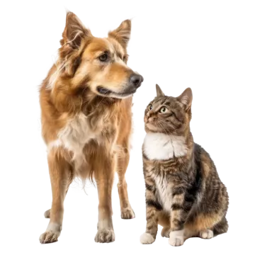 a cat and dog sitting next to each other cats