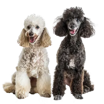 two poodle dogs sitting side by side