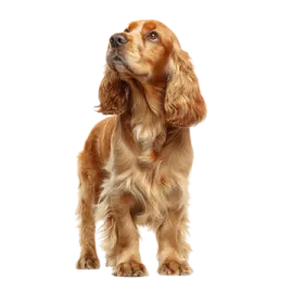 a brown and white dog standing on its hind