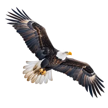 bald eagle in flight isolated on a white background