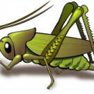 a green grasshopper on white background