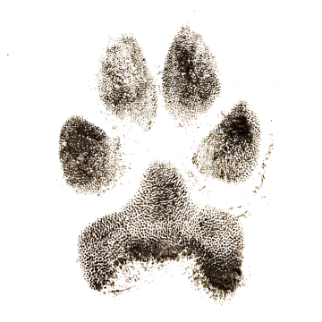 a black and white image of a paw print