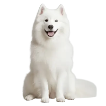a white dog sitting down and looking at the camera