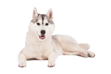a white and gray dog laying down on the ground