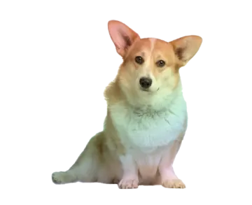 a small dog is sitting on the floor