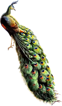 a drawing of a peacock on a white background