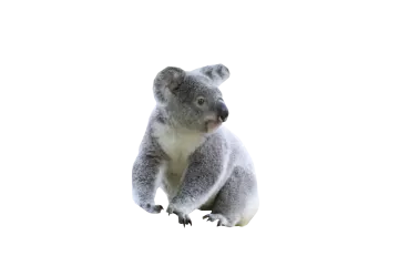 a close up of a koalaa on a white background