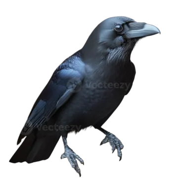 a black crow perched on a branch