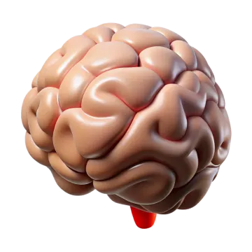 an image of a human brain