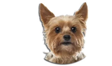 a small dog is looking at the camera