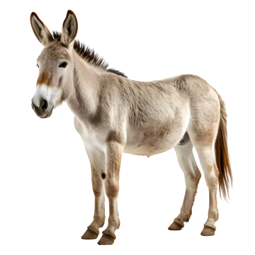 a donkey standing in front of a white background