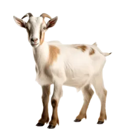a goat standing in front of a white background