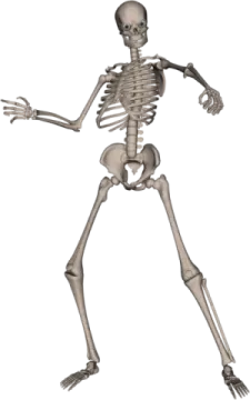 a skeleton is shown in this image
