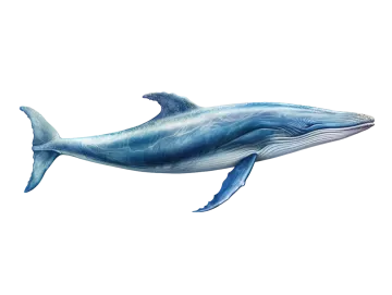 a drawing of a blue whale