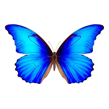 a blue butterfly on a white background