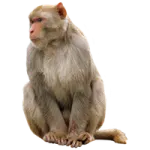 a monkey sitting on a white background