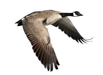 a canada goose flying in the sky
