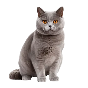 a grey cat sitting down and looking at the camera