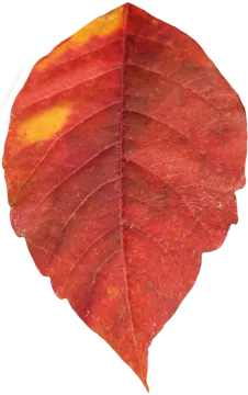 a red leaf on a white background
