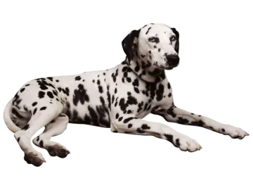 a black and white dog laying down on the ground