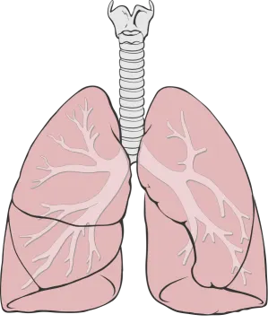 a diagram of the lungs
