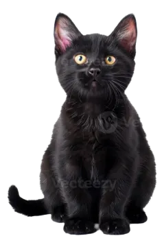 a black kitten sitting down and looking at the camera