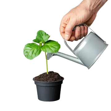 a person watering a plant from a watering can