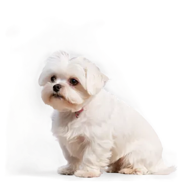 a small white dog sitting in front of a white background