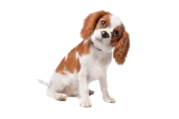 a small brown and white dog sitting down